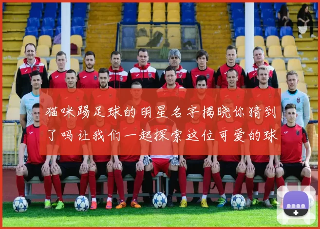 猫咪踢足球的明星名字揭晓你猜到了吗让我们一起探索这位可爱的球星